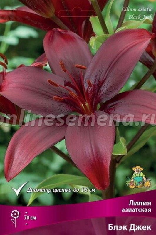 Лилия Азиатская БЛЭК ДЖЕК 3 шт  Поиск