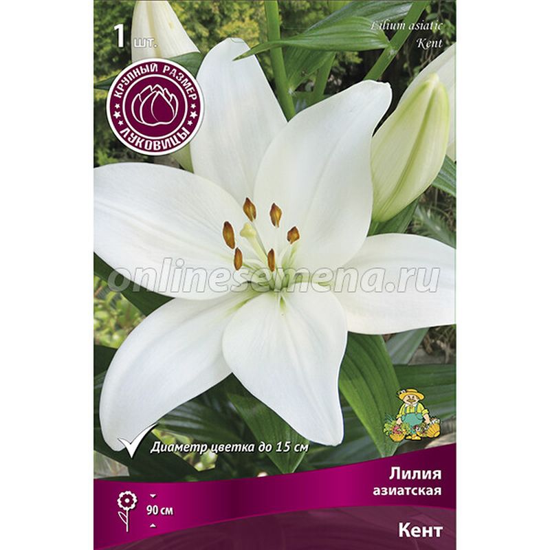Лилия Азиатская КЕНТ 1 шт  Поиск