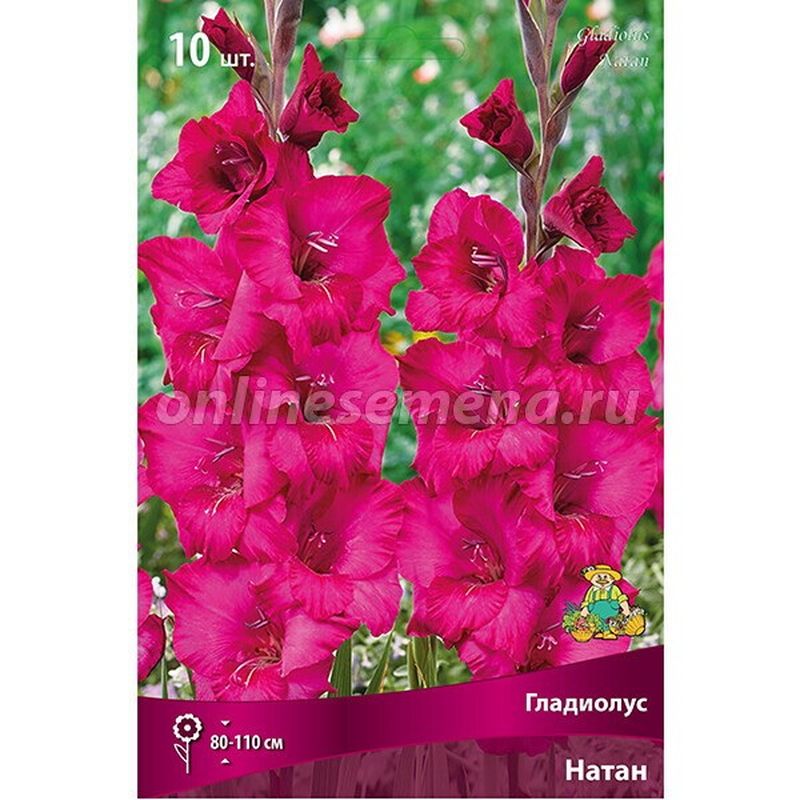 Гладиолус НАТАН 10шт. Поиск