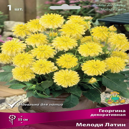 Георгина МЕЛОДИ ЛАТИН декоративная 1шт. Поиск
