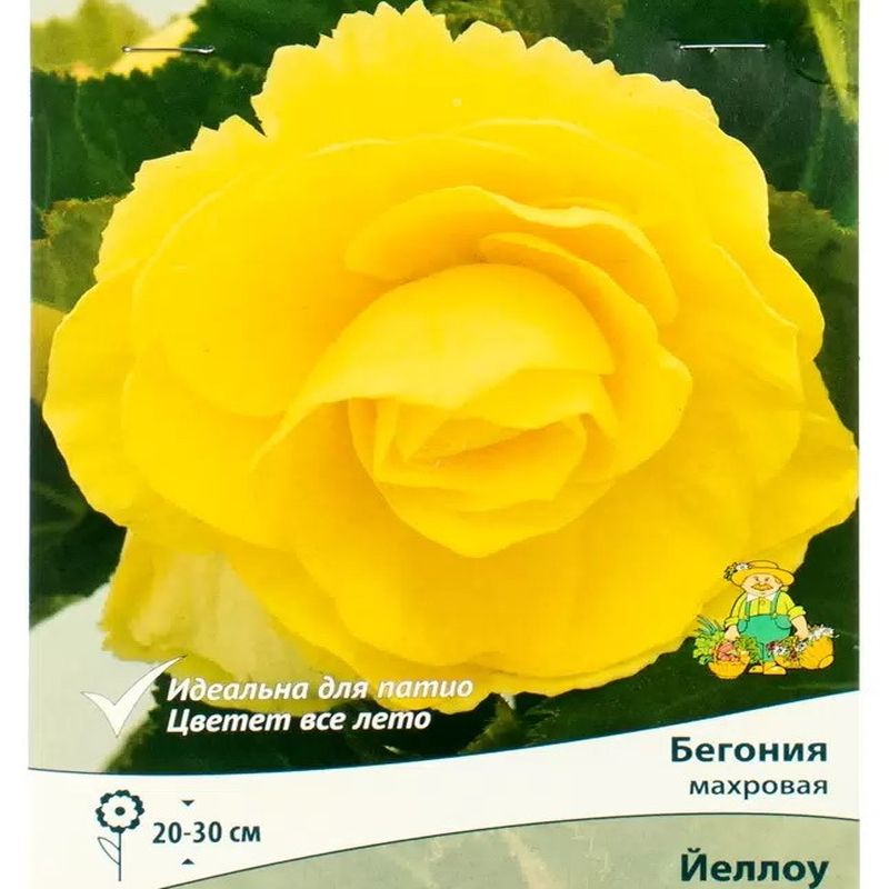 Бегония махровая ЙЕЛЛОУ 1шт. Поиск