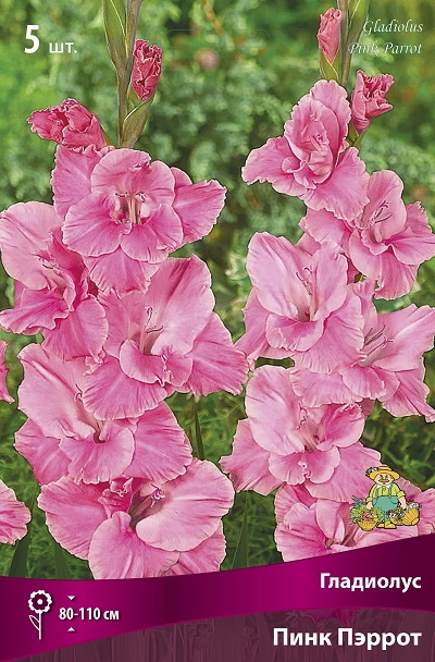 Гладиолус ПИНК ПЭРРОТ 5шт. Поиск