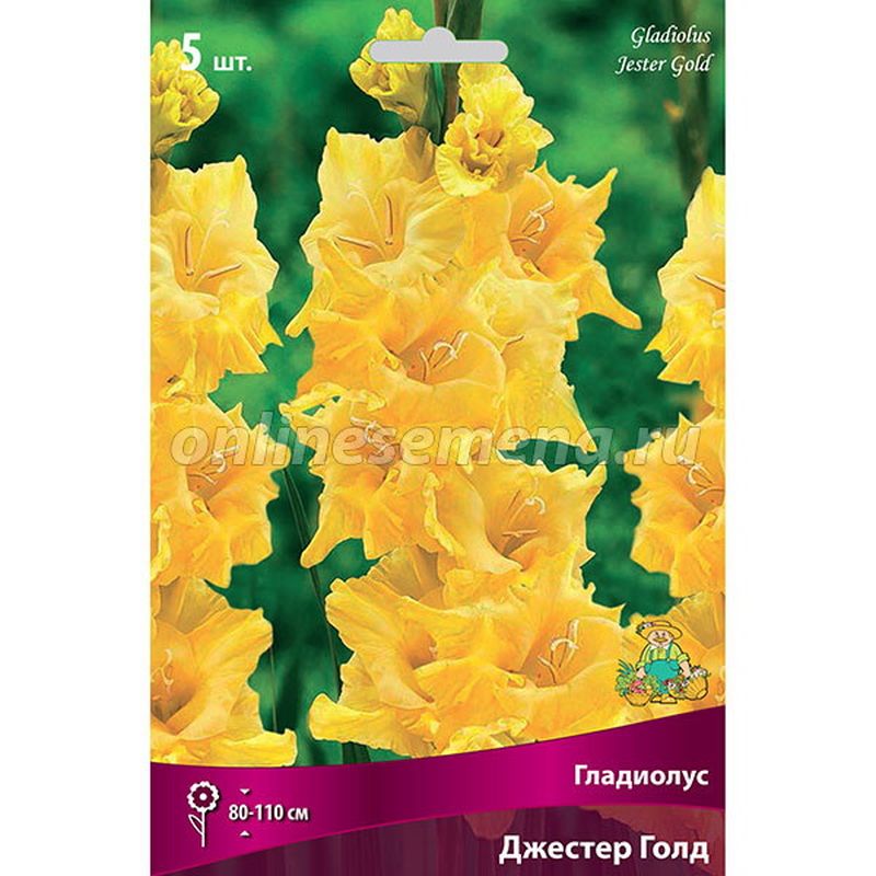Гладиолус ДЖЕСТЕР ГОЛД 5шт. Поиск