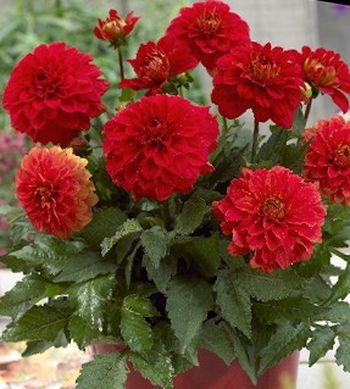 Георгина ГЭЛЛЕРИ ВАЛЕНТИН декоративная 1шт. Поиск