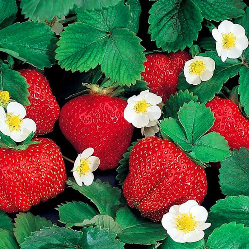 Земляника садовая КАРМЕН ОСП