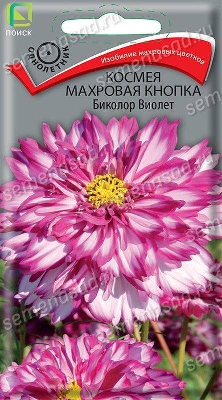 Космея Махровая КНОПКА БИКОЛОР ВИОЛЕТ 0,1гр. (Поиск)