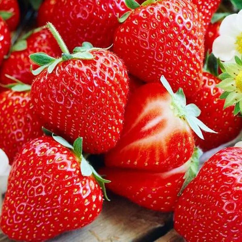 Земляника садовая ЦАРИЦА ОСП