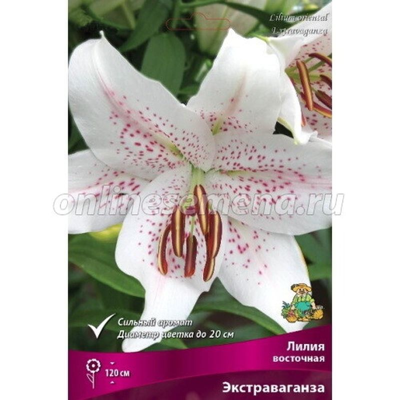Лилия Восточная ЭКСТРАВАГАНЗА 3 шт Поиск