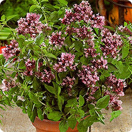 Душица обыкновенная НАДЕЖДА 20шт. (Поиск)