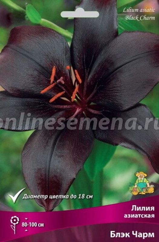 Лилия Азиатская БЛЭК ЧАРМ 3 шт  Поиск