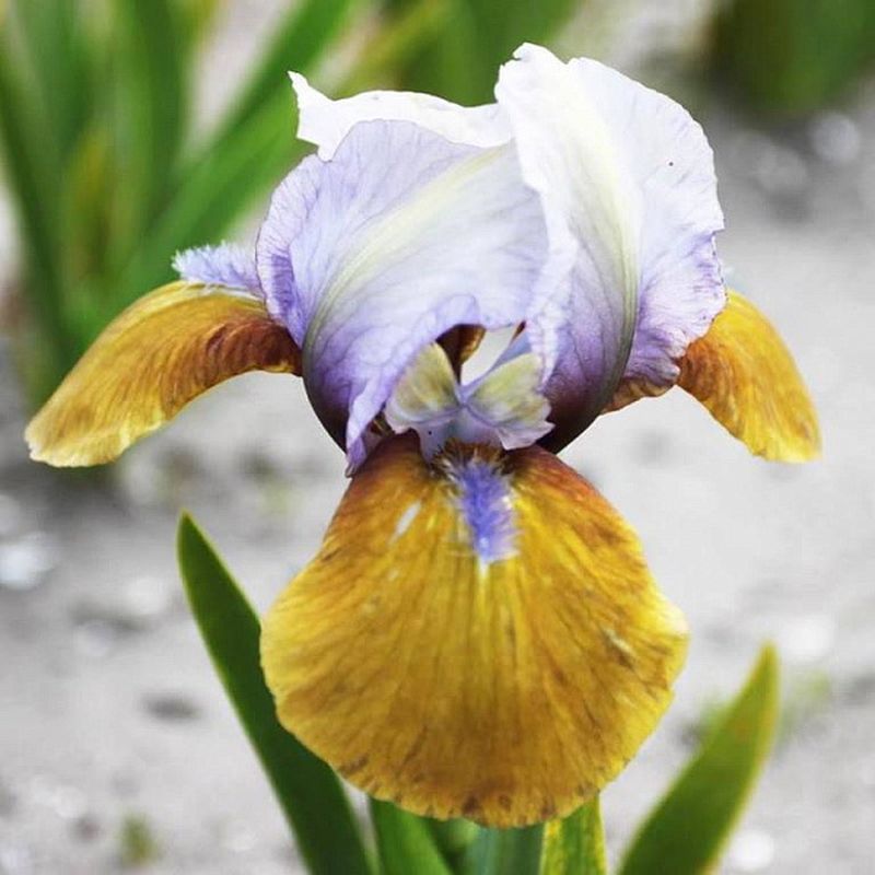 Ирис карликовый ФОКУС ПОКУС Поиск