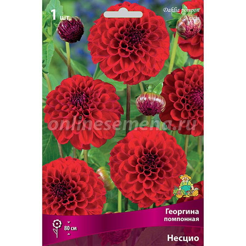 Георгина НЕСЦИО помпонная 1шт. Поиск