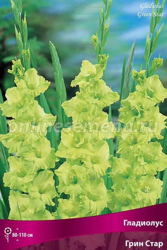Гладиолус ГРИН СТАР 10шт. Поиск
