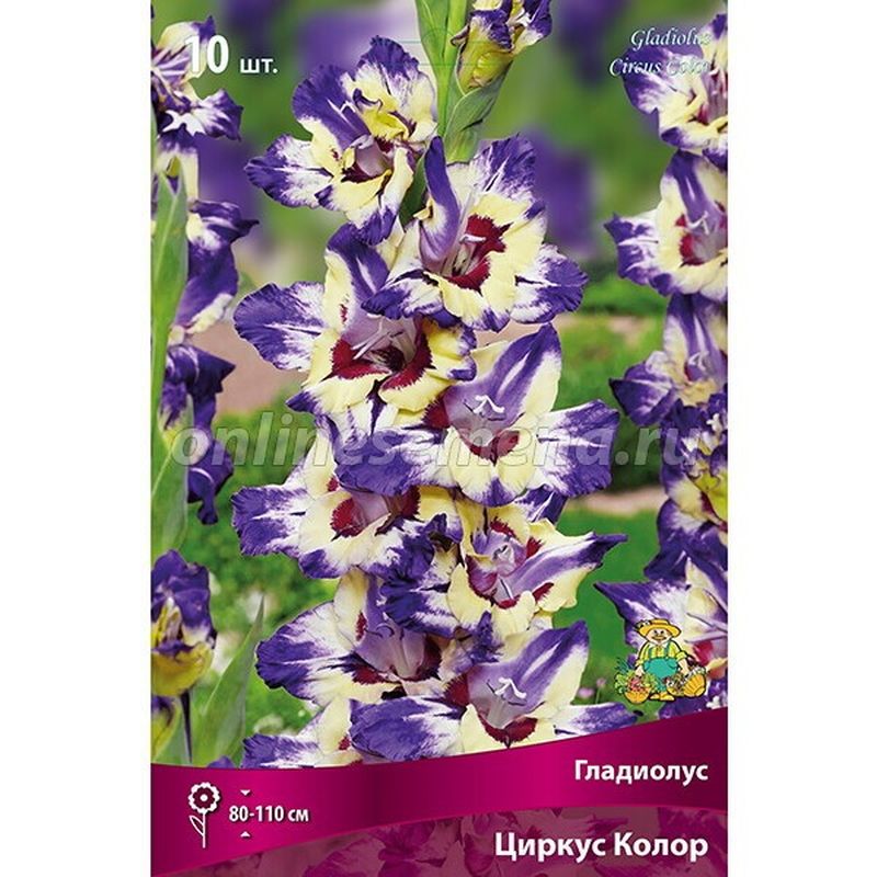 Гладиолус ЦИРКУС КОЛОР 10шт. Поиск