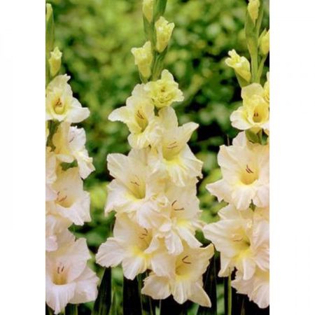 Гладиолус АЙВОРИ ПРИСЦИЛЛА 5шт. Поиск