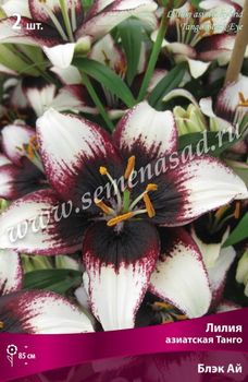 Лилия Азиатская ТАНГО БЛЭК АЙ 3шт. Поиск