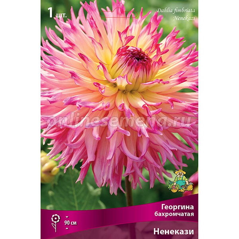 Георгина НЕНЕКАЗИ бахромчатая 1шт. Поиск