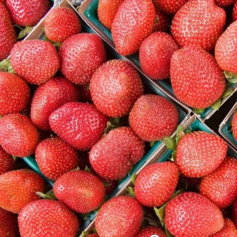 Земляника садовая СЕНСЕЙШЕН ОСП