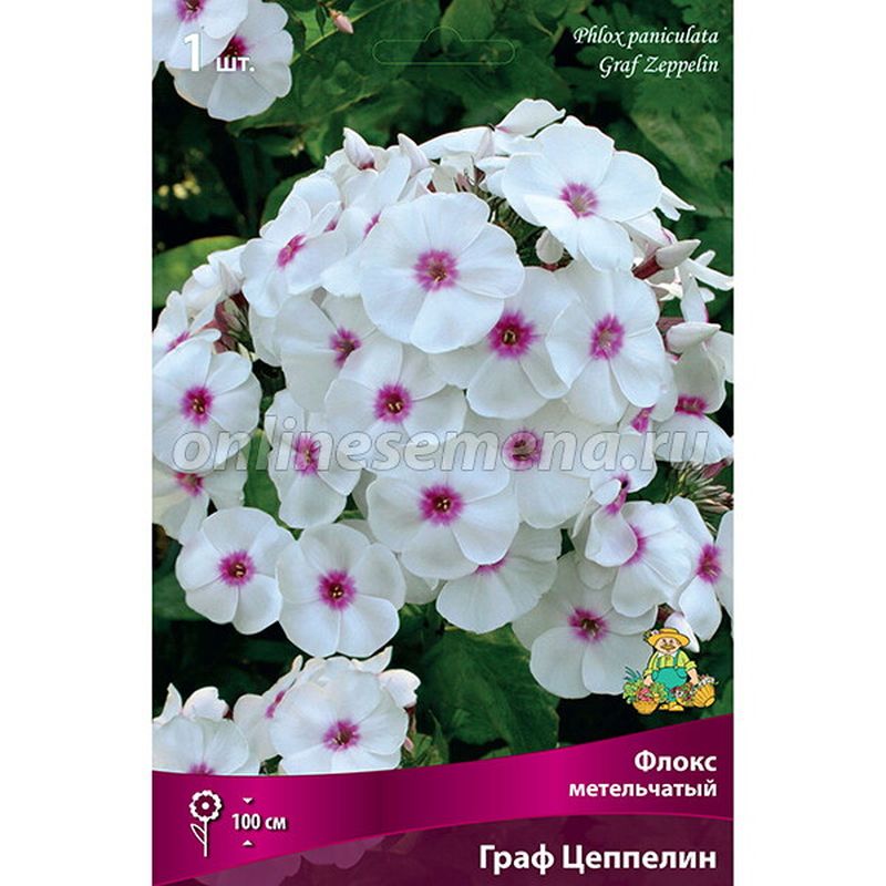 Флокс метельчатый ГРАФ ЦЕППЕЛИН Поиск
