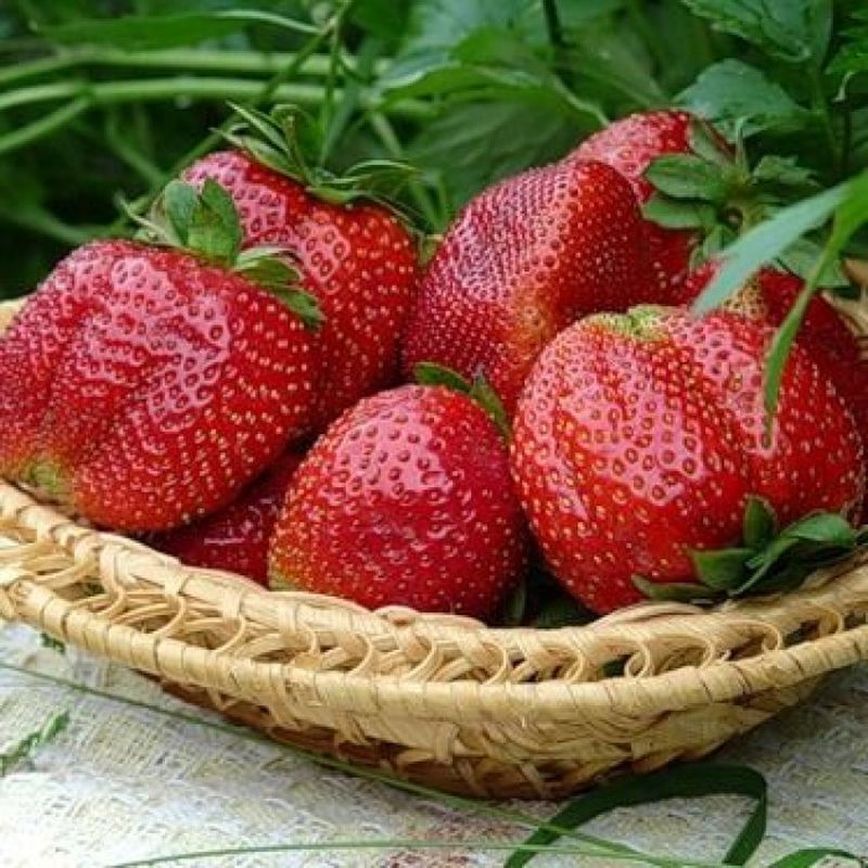 Земляника садовая ЕЛИЗАВЕТА II (ремонтантная) ОСП