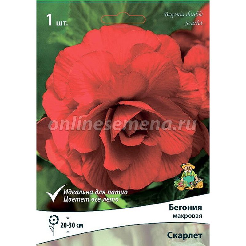 Бегония махровая СКАРЛЕТ 1шт. Поиск