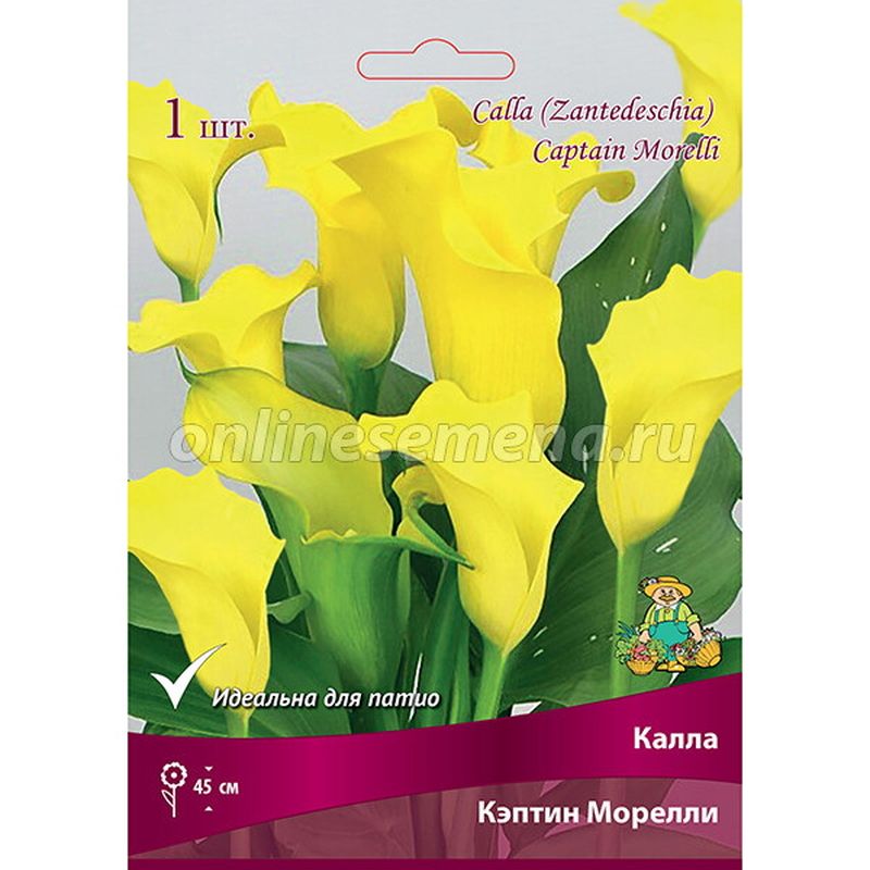 Калла КЭПТИН МОРЕЛЛИ 1шт. Поиск