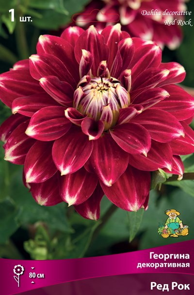 Георгина РЕД РОК декоративная 1шт. Поиск