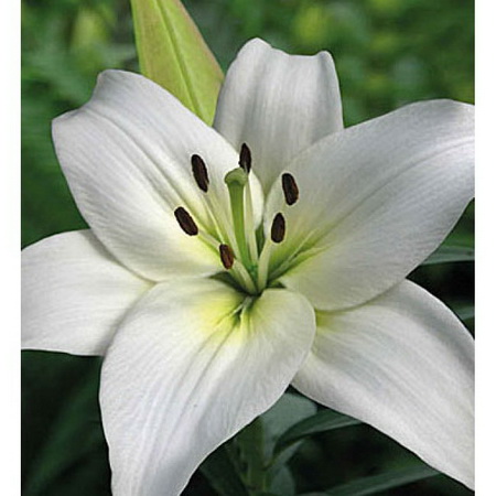 Лилия Азиатская НАВОНА 5шт. Поиск