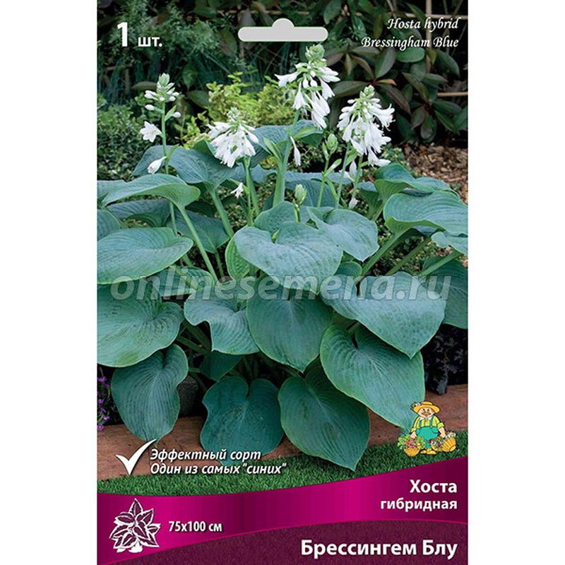 Хоста гибридная БРЕССИНГЕМ БЛУ Поиск