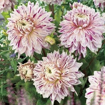 Георгина АВИНЬОН декоративная 1шт. Поиск