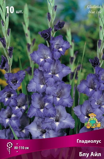 Гладиолус БЛУ АЙЛ 10шт. Поиск