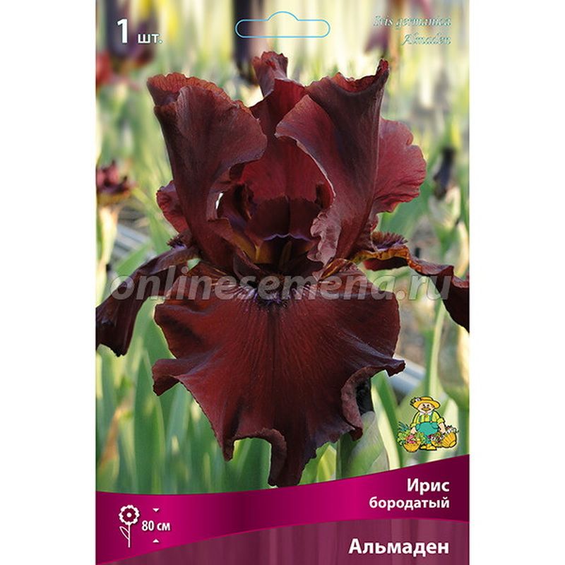 Ирис бородатый АЛЬМАДЕН Поиск