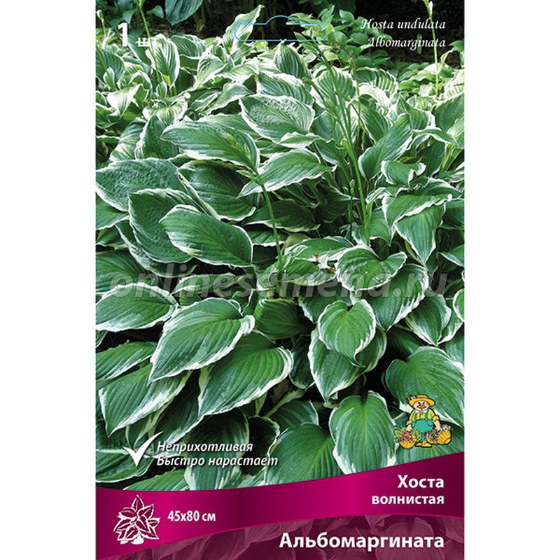 Хоста волнистая АЛЬБОМАРГИНАТА Поиск