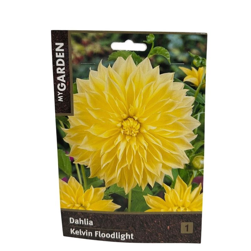 Георгина КЕЛЬВИН ФЛАДЛАЙТ декоративная 1шт. Поиск