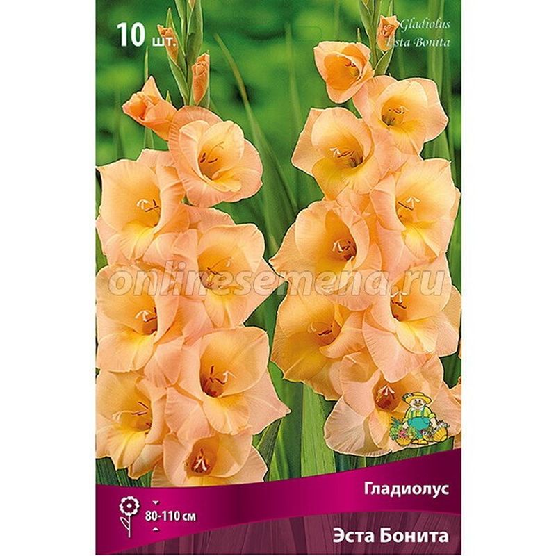 Гладиолус ЭСТА БОНИТА 10шт. Поиск