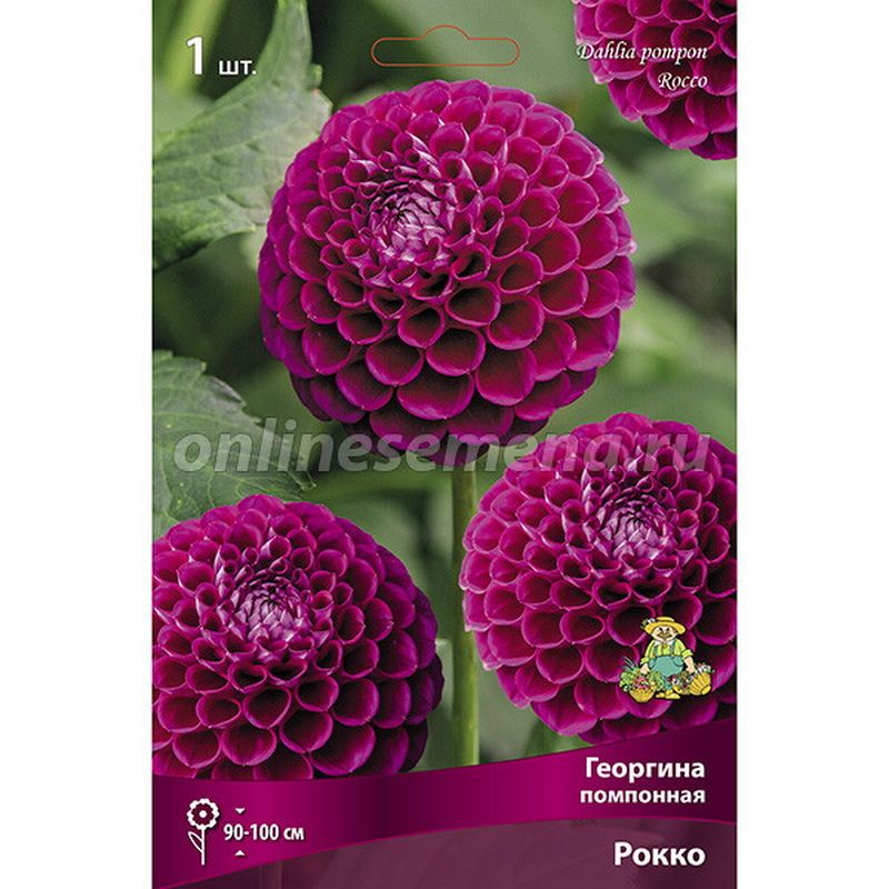 Георгина РОККО помпонная 1шт. Поиск
