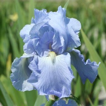 Ирис бородатый БЭББЕЛИНГ БРУК (светло-голубой) 1шт. Поиск