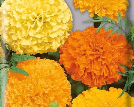 Бархатцы прямостоячие МАКСИМИКС 0,3гр. (Поиск)