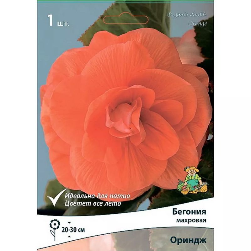 Бегония махровая ОРИНДЖ 1шт. Поиск