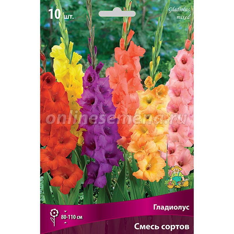Гладиолус крупноцветковый СМЕСЬ 10шт. Поиск