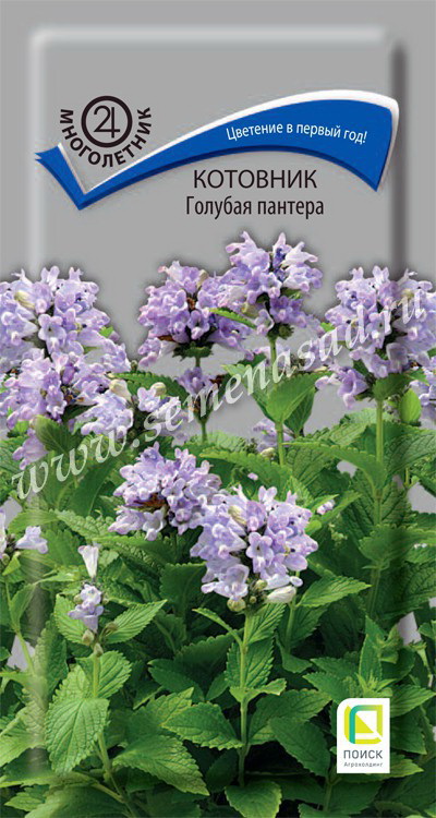 Котовник ГОЛУБАЯ ПАНТЕРА 10шт. многолетник (Поиск)