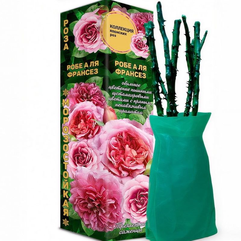 Роза шраб РОБЕ А ЛЯ ФРАНСЕЗ Садовита