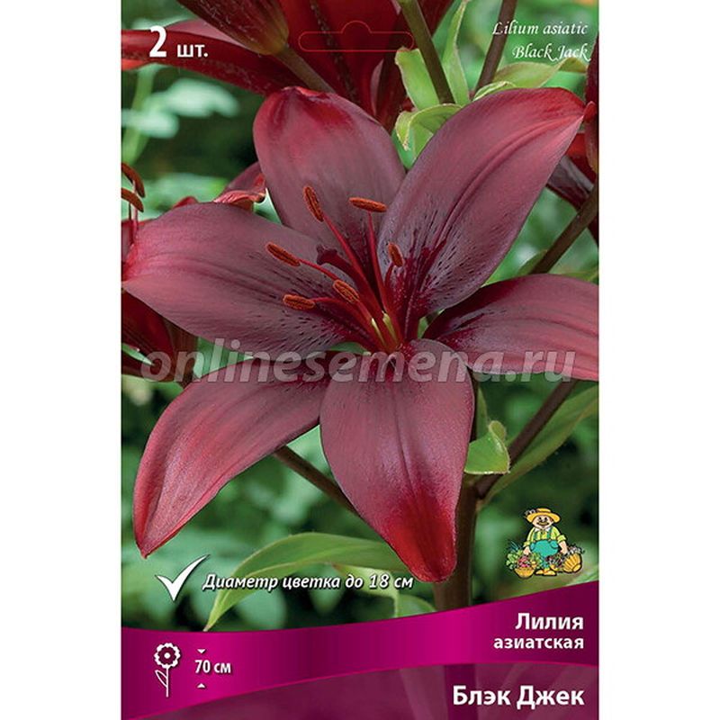 Лилия Азиатская БЛЭК ДЖЕК 2 шт  Поиск