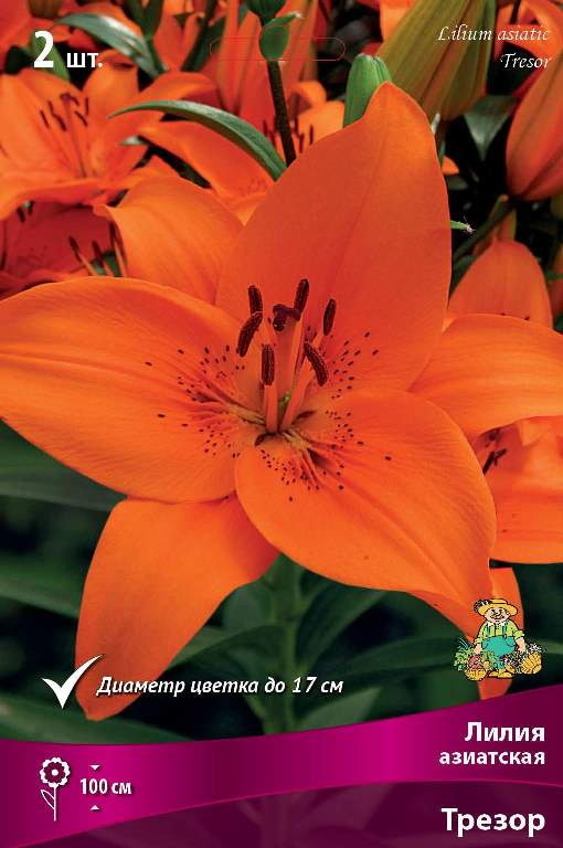 Лилия Азиатская ТРЕЗОР 5 шт  Поиск