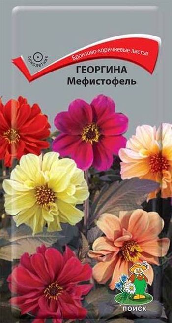 Георгина МЕФИСТОФЕЛЬ 0,2гр. (Поиск)