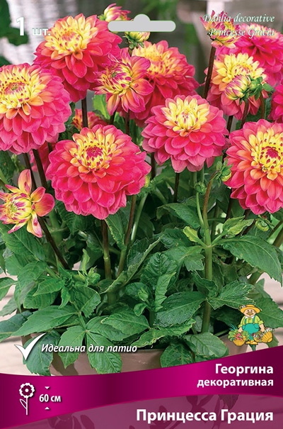Георгина ПРИНЦЕССА ГРАЦИЯ декоративная 1шт. Поиск