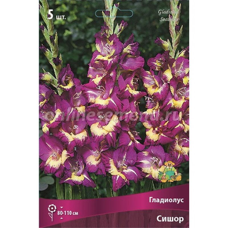 Гладиолус СИШОР 5шт. Поиск