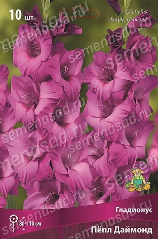 Гладиолус ПЁПЛ ДАЙМОНД 10шт. Поиск