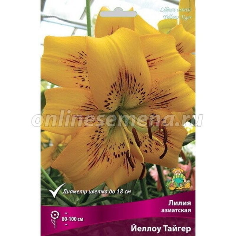 Лилия Азиатская ЙЕЛЛОУ ТАЙГЕР 3 шт  Поиск