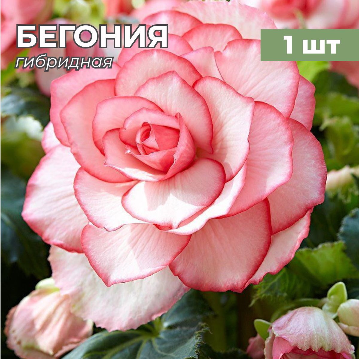 Бегония БУТОН ДЕ РОУЗ 1шт. Поиск